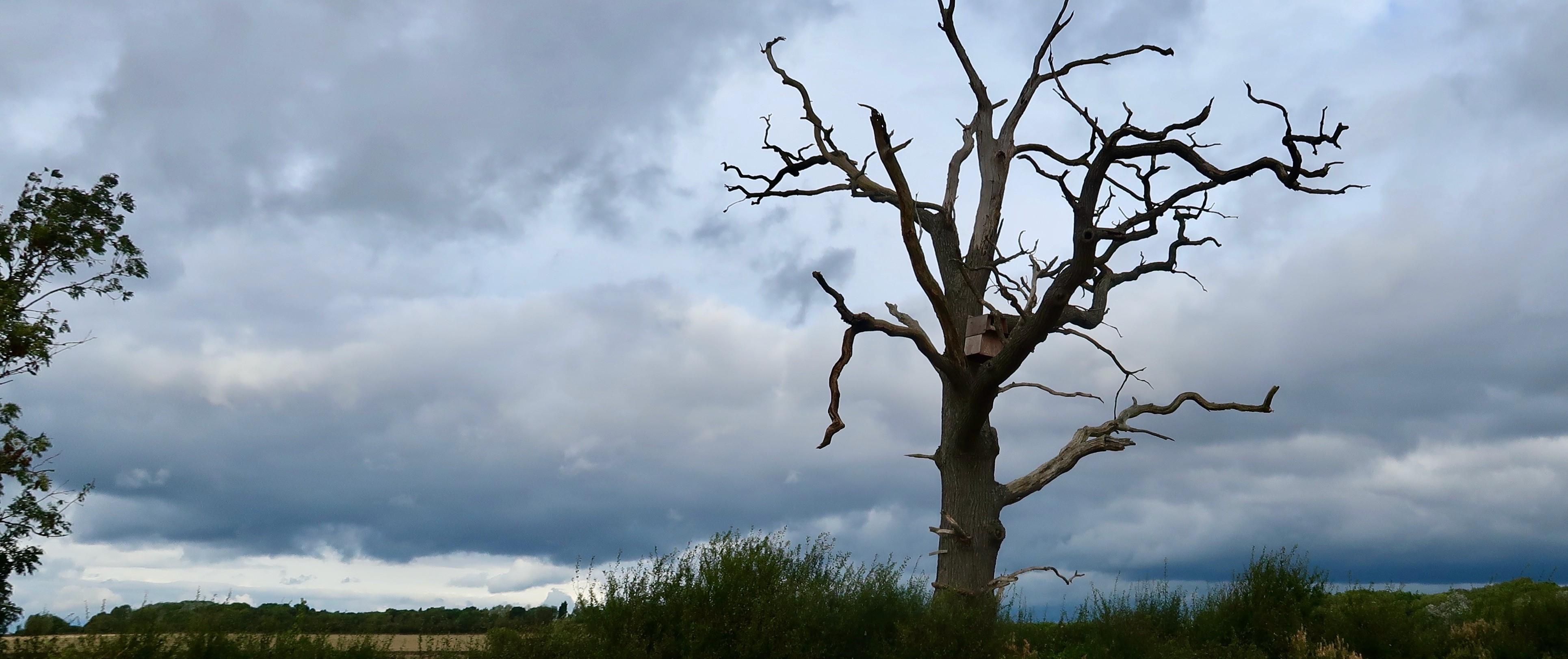 Tree 3860x1621